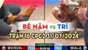 Trận 16 CPC2 31/07/2024 A Bé Năm 2850g vs A Trí 2850g Đồng Xổ 50 2 con đều hay nhưng gà xanh đâm hơn gà đỏ bỏ chạy