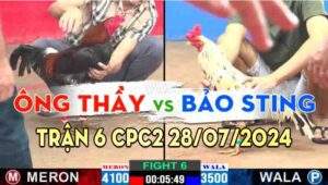 Trận 6 CPC2 28/07/2024 A Thầy 4100g vs Bảo Sting 3500g Đỏ A7 Xổ 100 Bảo Sting lật kèo gà đỏ bỏ chạy.bảo quá đẳng cấp