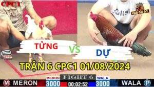 Trận 6 CPC1 01/08/2024 A Tửng 3000g vs A Dự BL 3000g Đồng Xổ 30 gà điều xanh a dự đá đâm quá gê gà a tửng ko có cơ hội