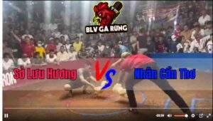Trận Đấu Thứ 6 Giữa Nhân Cần Thơ Và Sở Lưu Hương Tại Bồ Hoa Lư 09/12/2024
