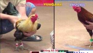 Gà Bông Chồng Độ 4 Cái